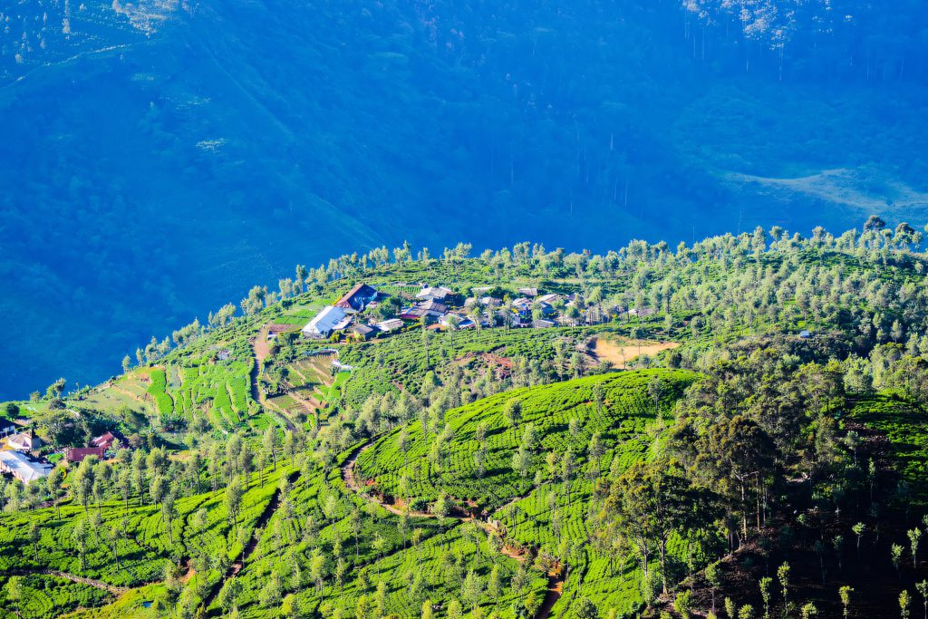 Tea hills around Bandarawela