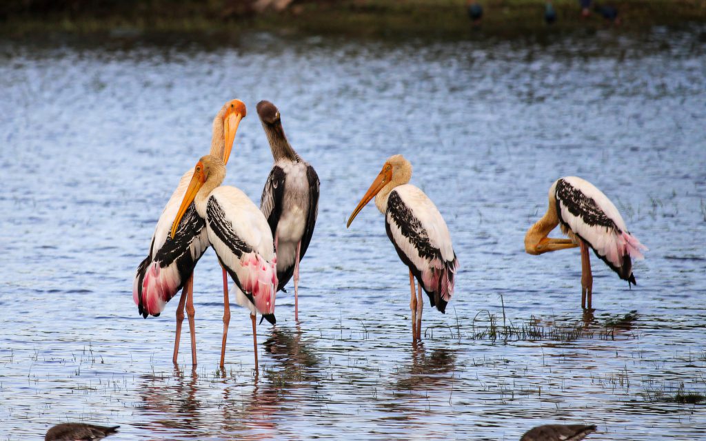 Painted storks in a lagoon