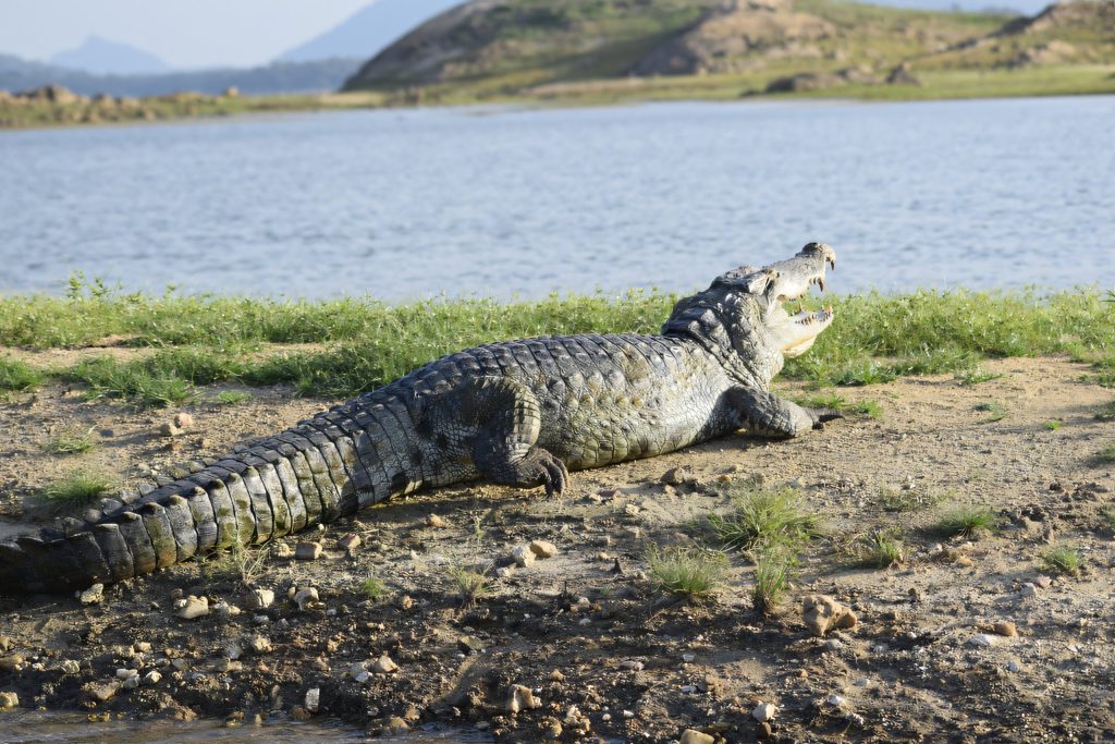 Mugger crocodile by the lagoon