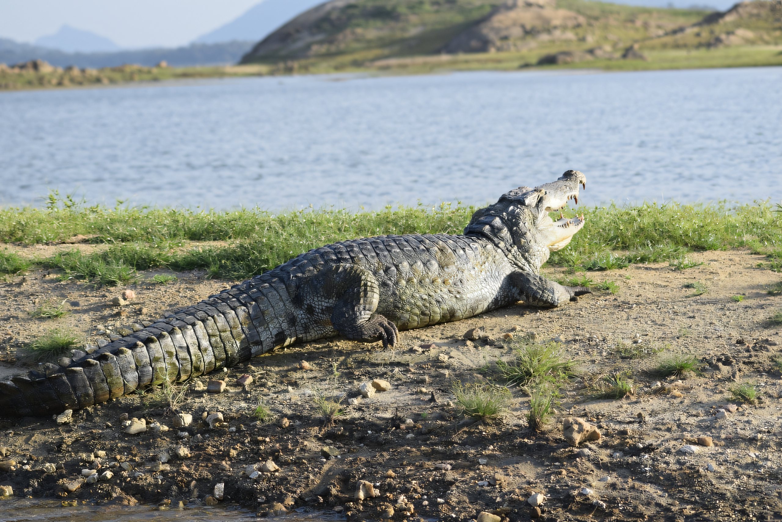 Mugger crocodile by the lagoon