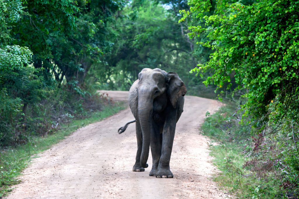 Wild elephant on a forest track