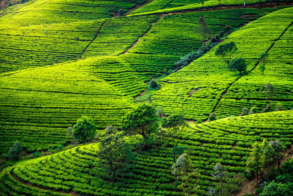 Tea country near Nuwara Eliya