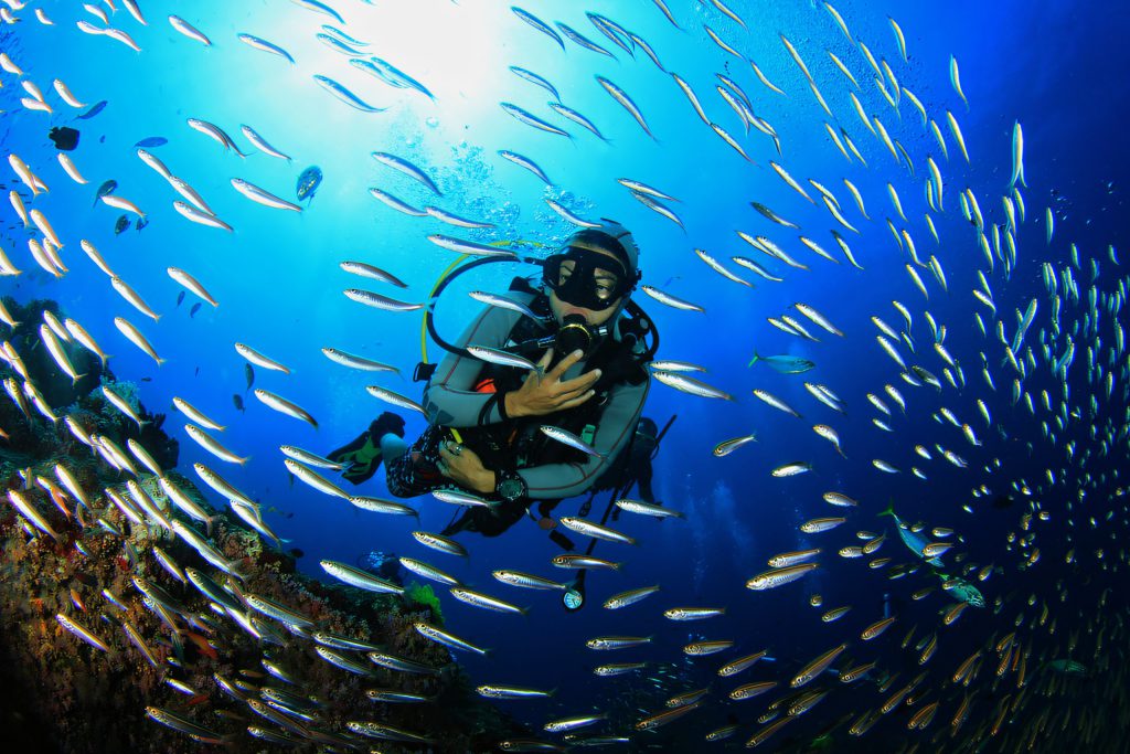 Diving among reef fish