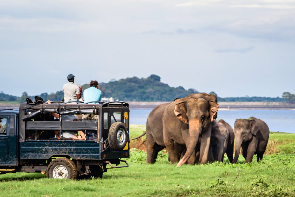 Safari jeeps beside an elephant family