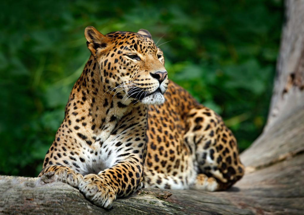 Sri Lankan leopard in Yala