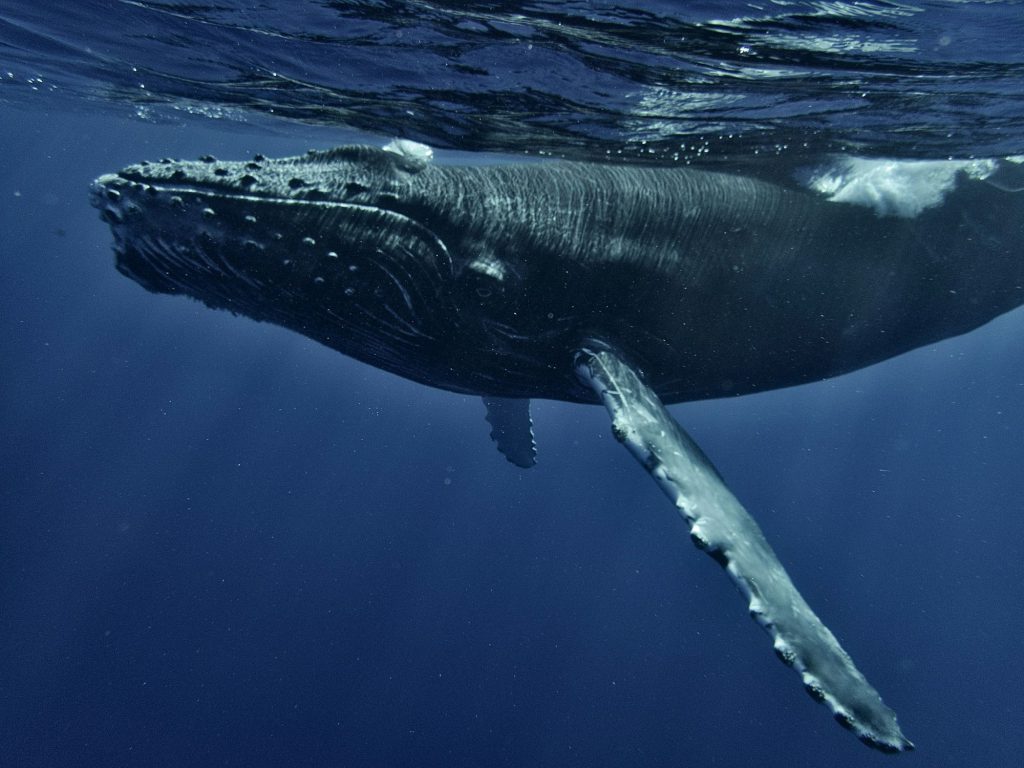 Whale swimming underwater