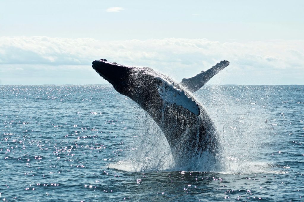 Whale breaching off the south coast