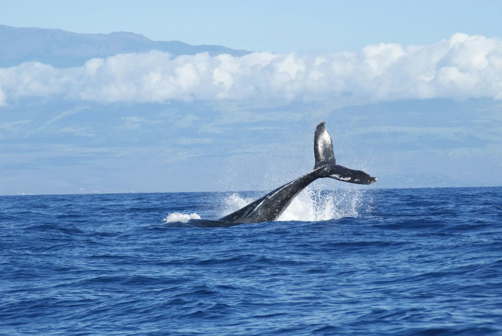 Whale tail rising from the ocean